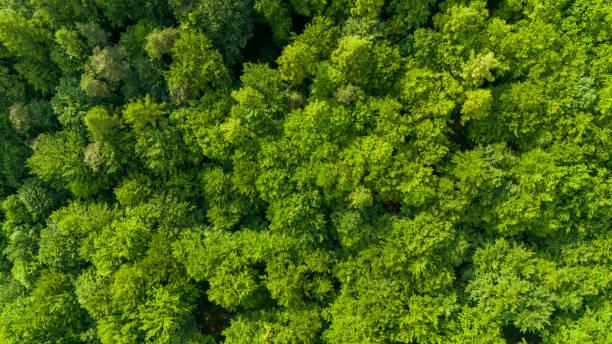 istock top view on the forest. Aerial top view of green forest tree 2156732505