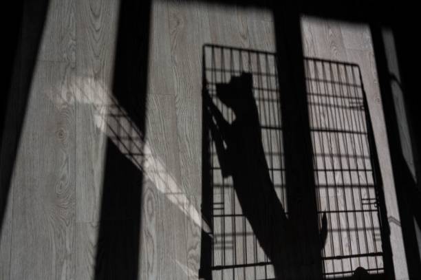 istock Shadow of a sad dog jack russell terrier in a cage. 2156732704