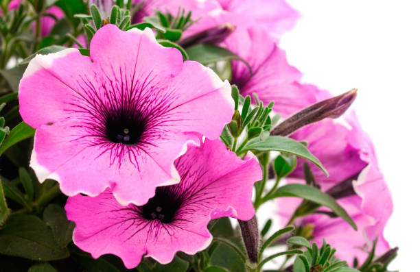 istock Beautiful flower pink petunia. 2156734650