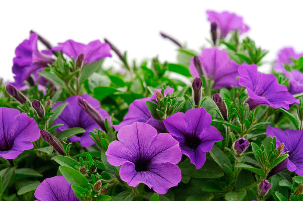istock Beautiful flower p petunia. 2156734659