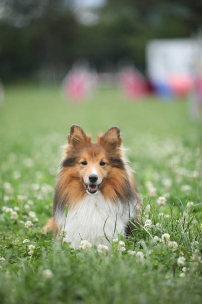 Red sable Sheltie sitting and looking at the camera during agility competition on the field. Copy space picture of active lifestyle with a pet, dog training.