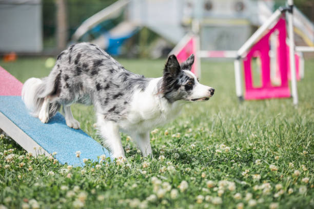 Blue merle Border Collie going through dog agility obstacle course during national competition. Copy space picture of active lifestyle with a pet, dog training.