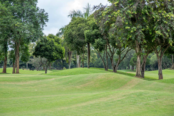 istock Big trees and green field. 2156735888