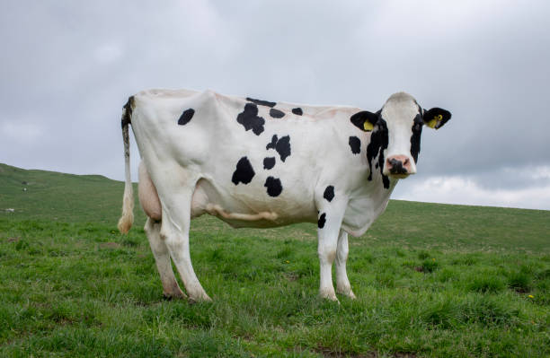 Beautiful Holstein young cows on green meadow, Lugo province, Galicia, Spain.