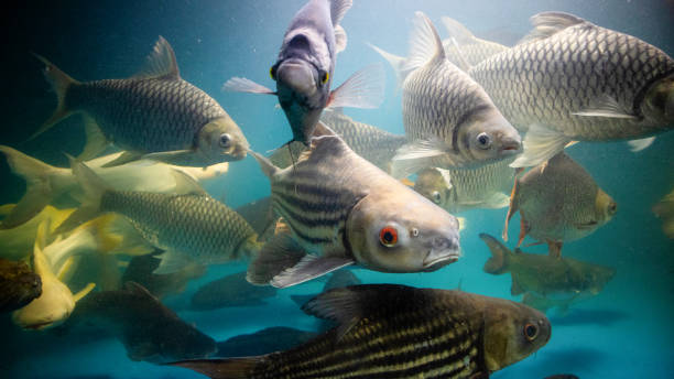 istock Big Cod fishes in huge water tank 2156738265