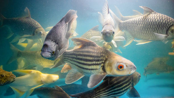 istock Big Cod fishes in huge water tank 2156738267