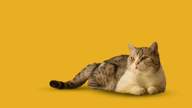 istock Beautiful Scottish cat laying isolated on yellow background 2156738341