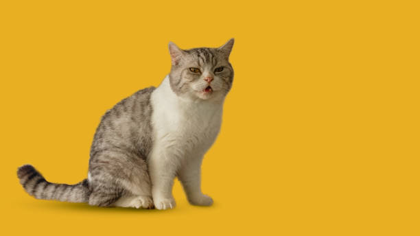 istock Beautiful Scottish cat laying isolated on yellow background 2156738342