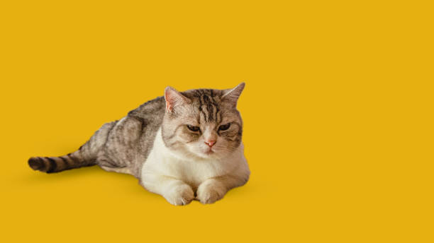 istock Beautiful Scottish cat laying isolated on yellow background 2156738380