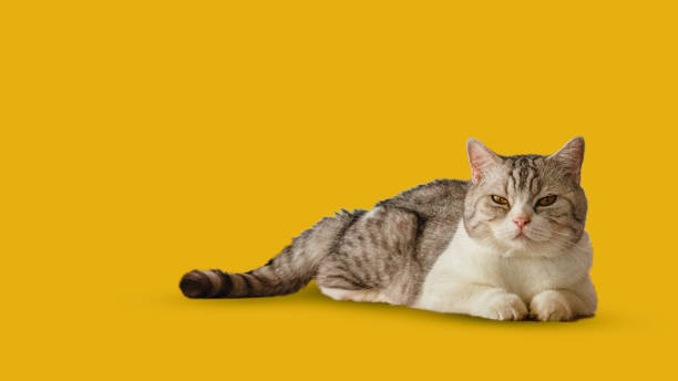 istock Beautiful Scottish cat laying isolated on yellow background 2156738381