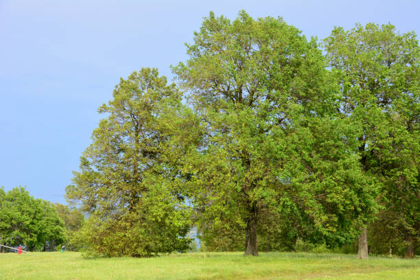 a field with oak trees and a blue sky wallpaper