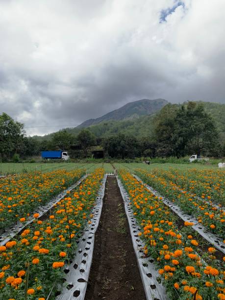 istock Marigold Flower Farm with Scenic Hills 2156739697