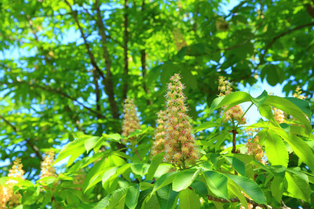 Horse chestnut flowers