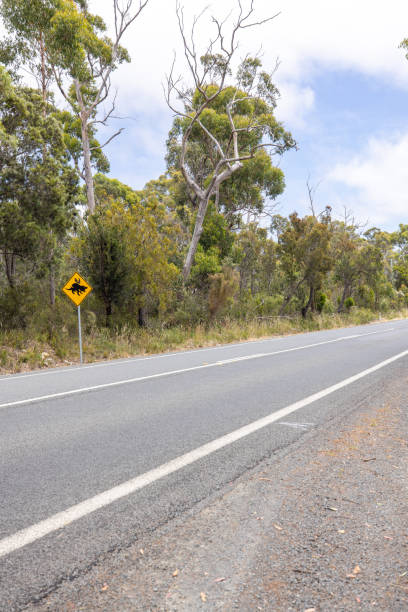 istock Scenic Australian Road with Tasmanian Devil Crossing Sign 2156741412