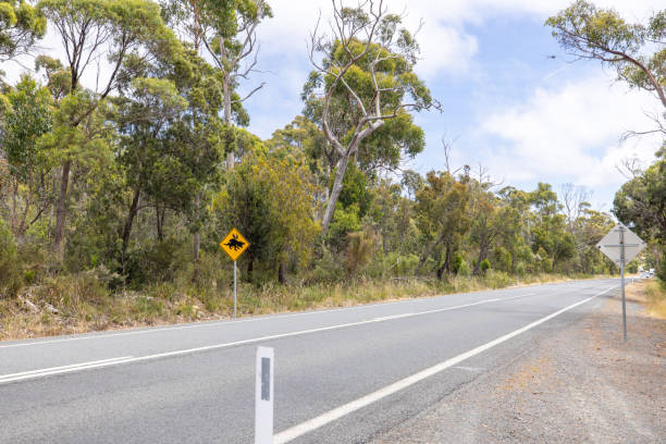 Australian warning road sign wildlife koala crossing Adelaide hills in dusk