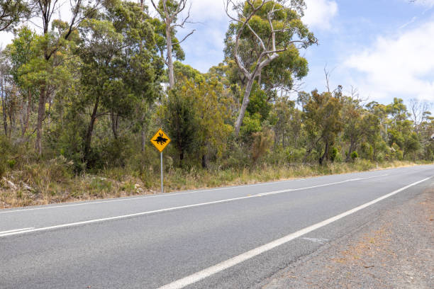 istock Scenic Australian Road with Tasmanian Devil Crossing Sign 2156741418