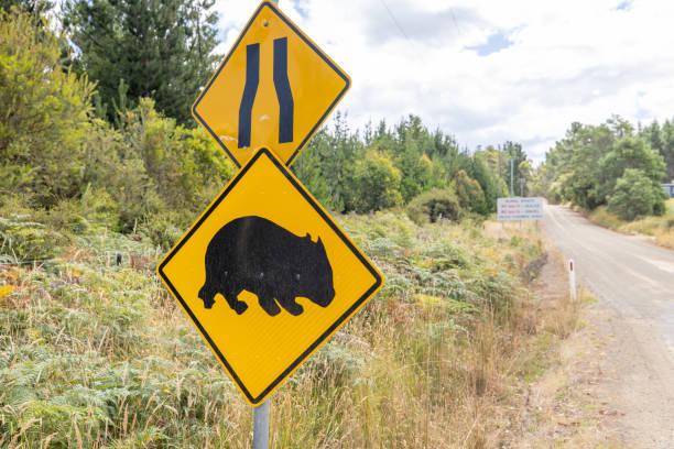 istock Wombat Crossing and Road Narrowing Warning Signs 2156741521