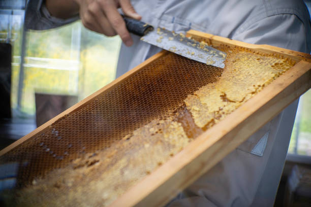 istock Honey dripping from honeycombs extreme macro.Natural bees wax cells, gold elixir 2156742100