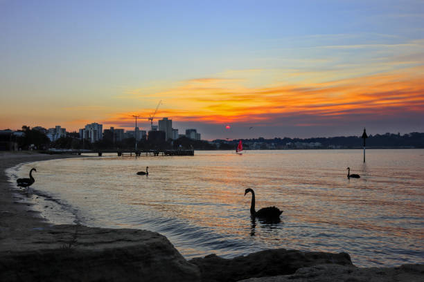 Sunset, South Perth Foreshore on Swan River. Black swans (Cygnus atratus) in foreground. Windsurfer in background. Sky discolored due to bush fire smoke.