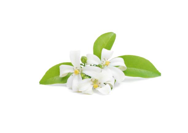 istock Murraya paniculata flowers and green leaves. Isolated on a white background. 2156742839