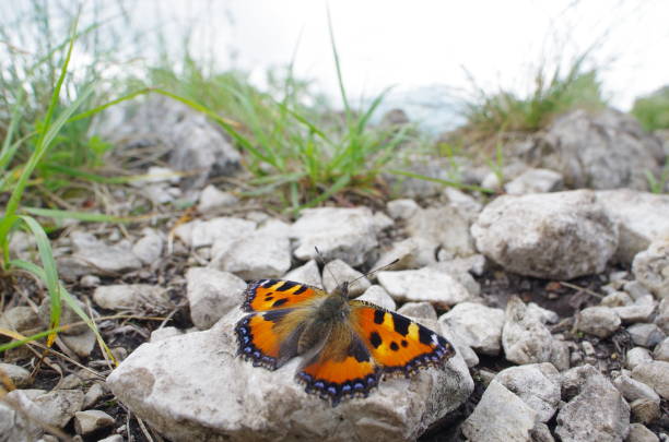istock the small tortoiseshell butterfly 2156742998