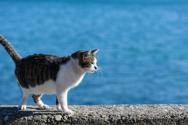istock Stray cat on the embankment 2156743013