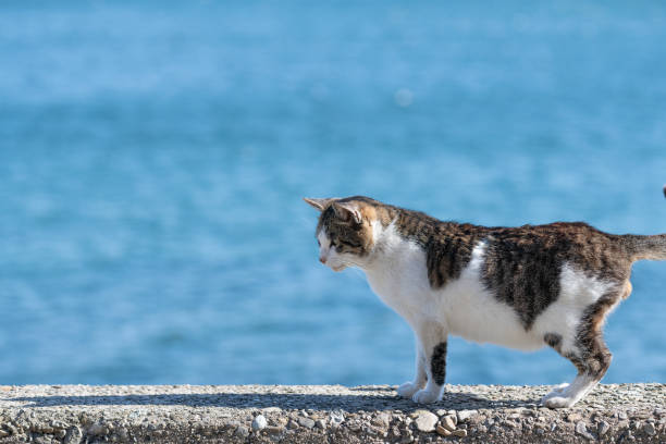 istock Stray cat on the embankment 2156743073