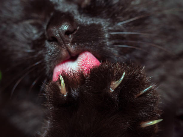 Close up of a cat's face, cat facial expressions