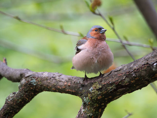 istock Male of chaffinch perching on a tree branch 2156745485