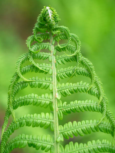 istock Young leaf of a fern, close up 2156745528