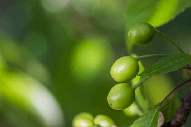 Green unripe cherry on the tree in spring. Green unripe cherry close up. Unripe cherry with green leaves