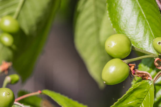Green unripe cherry on the tree in spring. Green unripe cherry close up. Unripe cherry with green leaves