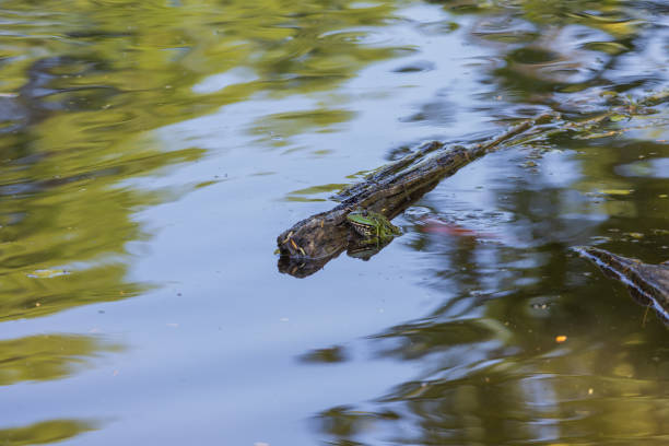 Green frog Common toad - Bufo bufo is on the surface of the pond.