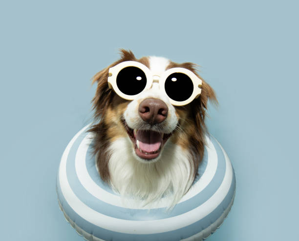 istock Portrait summer Australian Shepherd dog  puppy going on vacations inside a blue ring float. Isolated on blue pastel background 2156747733