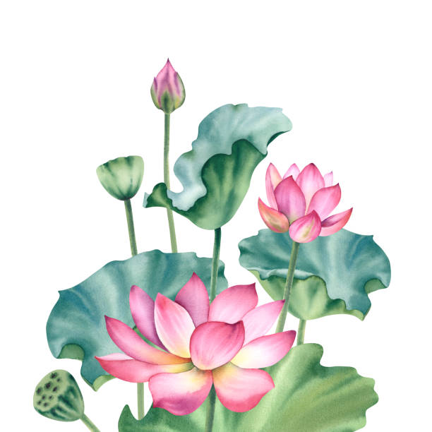 istock Watercolor pink lotuses on a white background. Water lilies are hand painted. A composition with a lotus. A template for the design of postcards, invitations, and fabrics. 2156747816