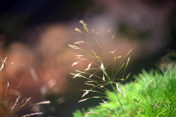 Green grass in the field with sunbeams. Blurred summer background, selective focus