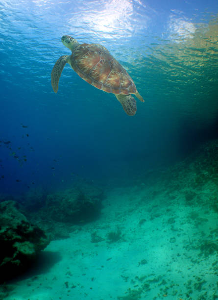 istock a green turtle on a reef in the caribbean 2156748826