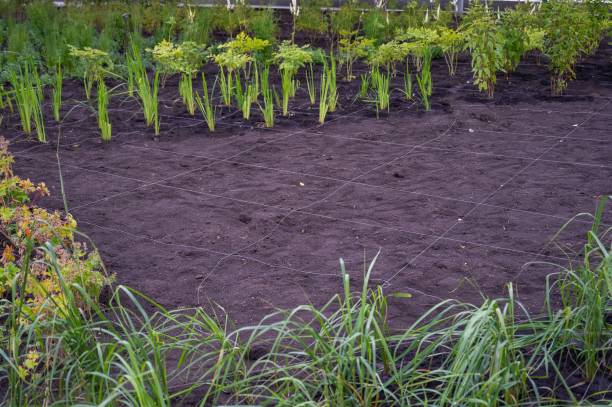 istock Landscaping. A lined plot of land for planting ornamental plants. 2156749484