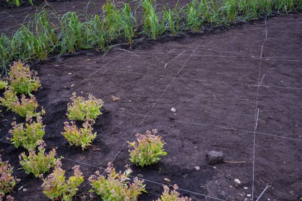 Landscaping. A lined plot of land for planting ornamental plants.