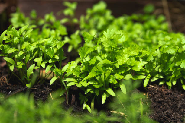 istock green fresh parsley on a bed in a natural environment in the sun's rays 2156754941