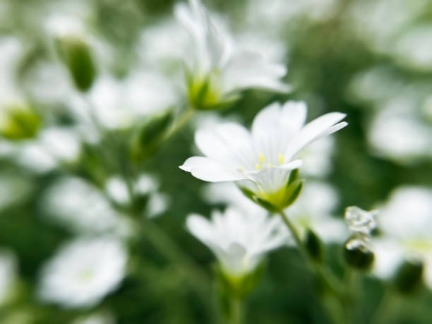 Field of white daisies with soft focus blue flax in background. Garden in Springtime.