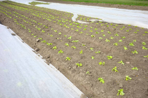 A close-up view of a vibrant green lettuce field inside a greenhouse, highlighting the texture and freshness of the leaves.