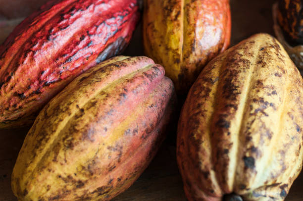 istock Ripe cocoa fruits 2156757062