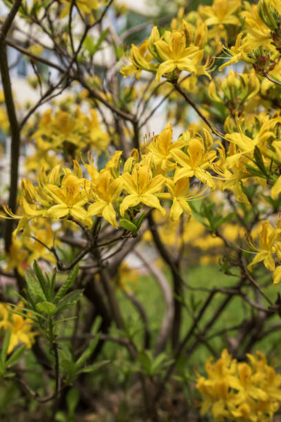 istock yellow azalea and rhododendron flowers 2156757293