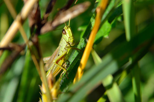 istock Grasshopper sitting on a stem of green grass 2156758655