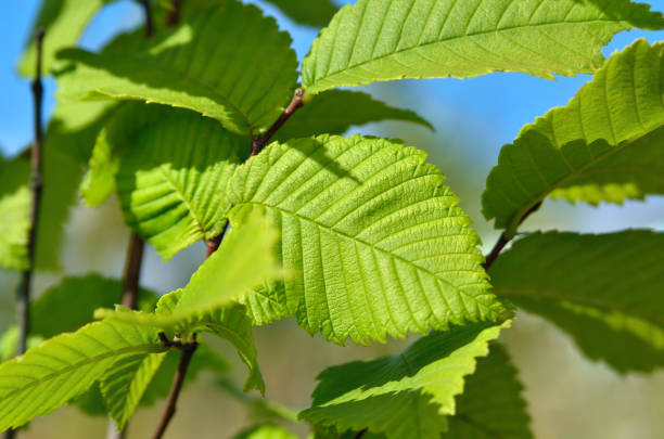 istock Green leaves on a branch of a young tree 2156758657
