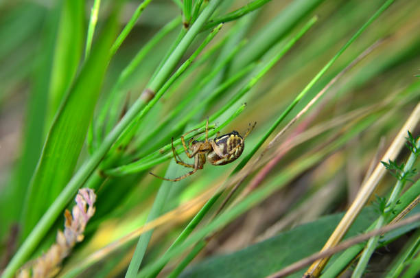 istock Large spider weaves a web among the green grass 2156758684