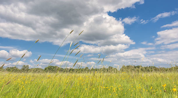 istock Field of grass and buttercups. 2156758741