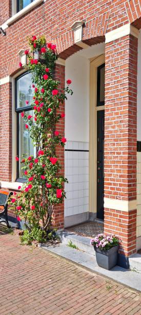 istock Red rose flowers on the wall 2156759459