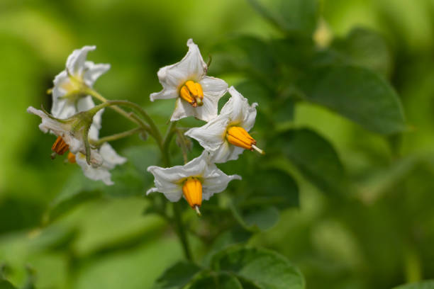 Flowering solanum plant growing on the field in Africa and farmer checking the plant. Solanum plant has two food crops: potato and tomato.